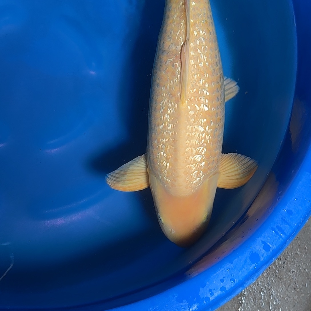 *****锦鲤银麟杀手介子