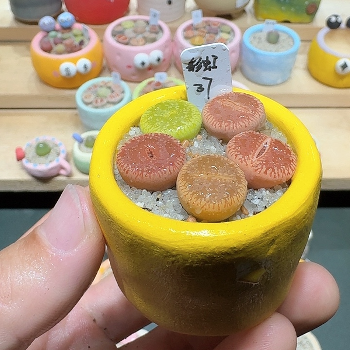 红陶蘑菇666彩虹日轮