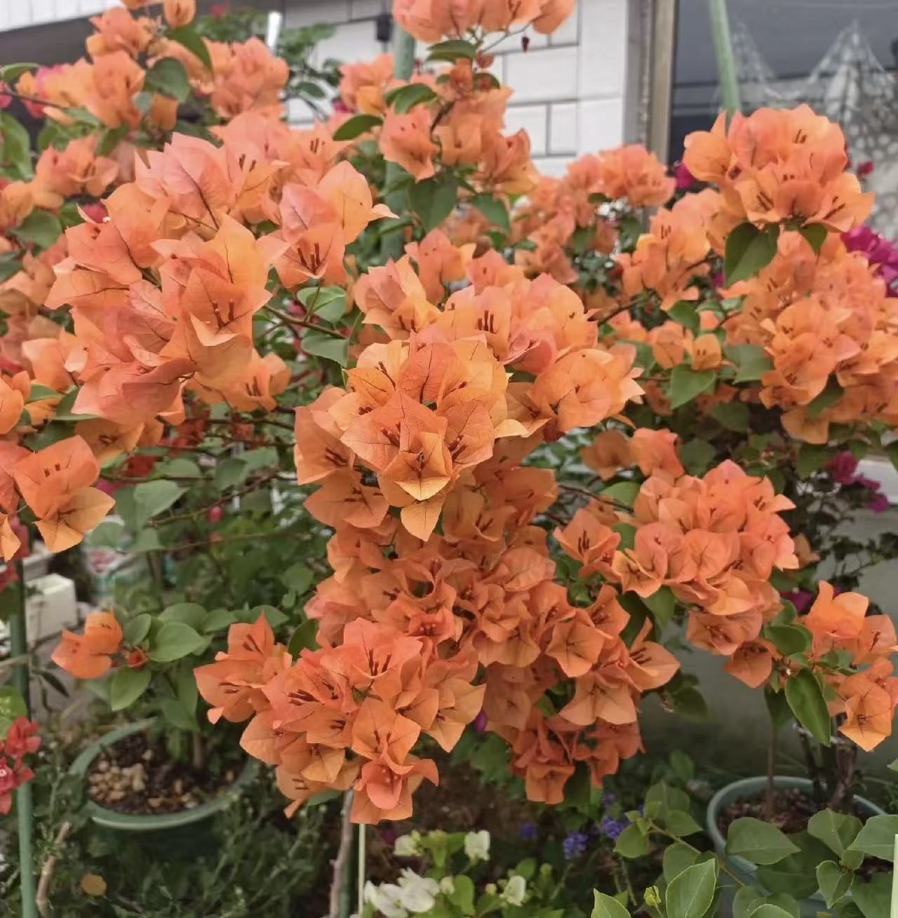 三角梅【组合】四季开花  基地直发