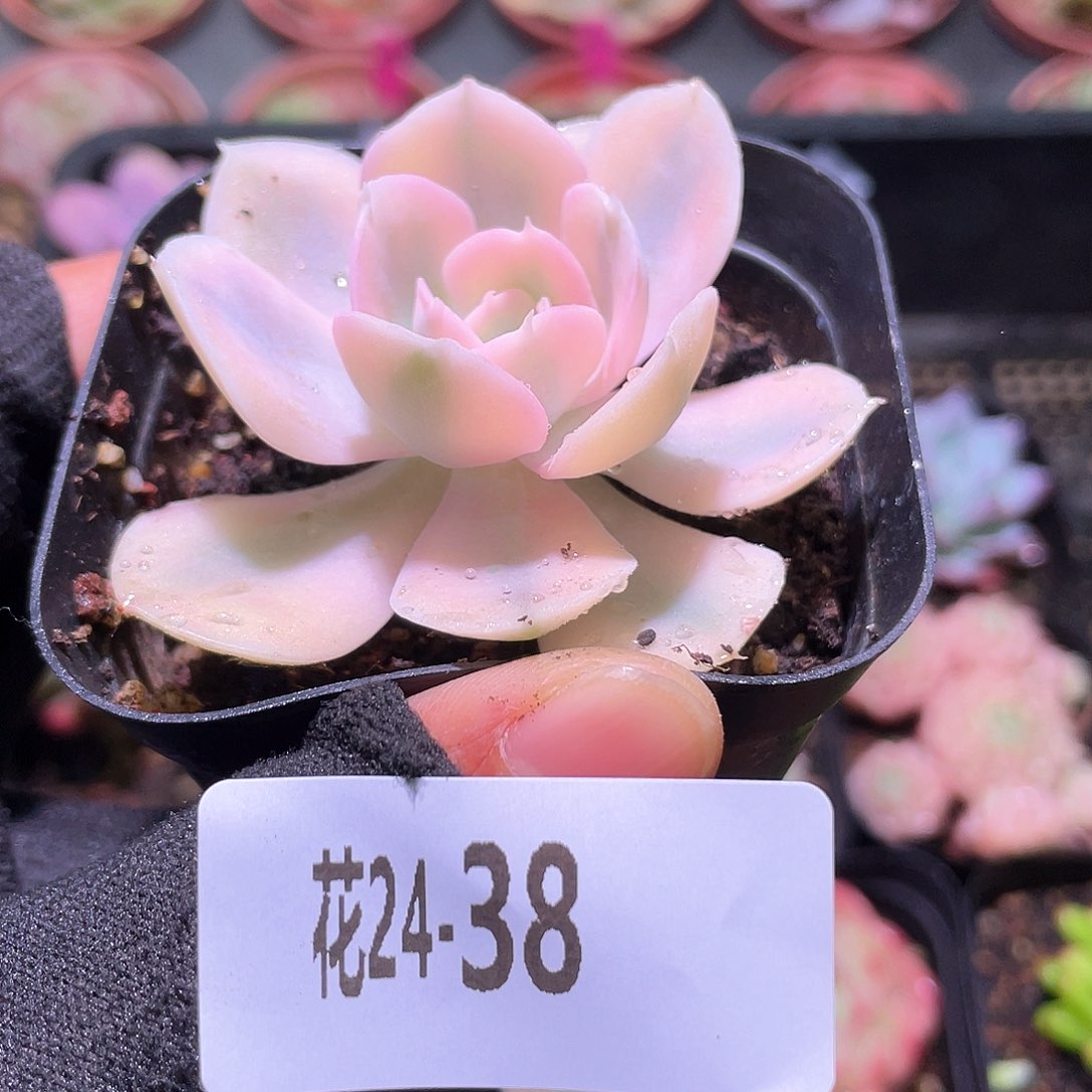 花利美24-38鲁氏锦