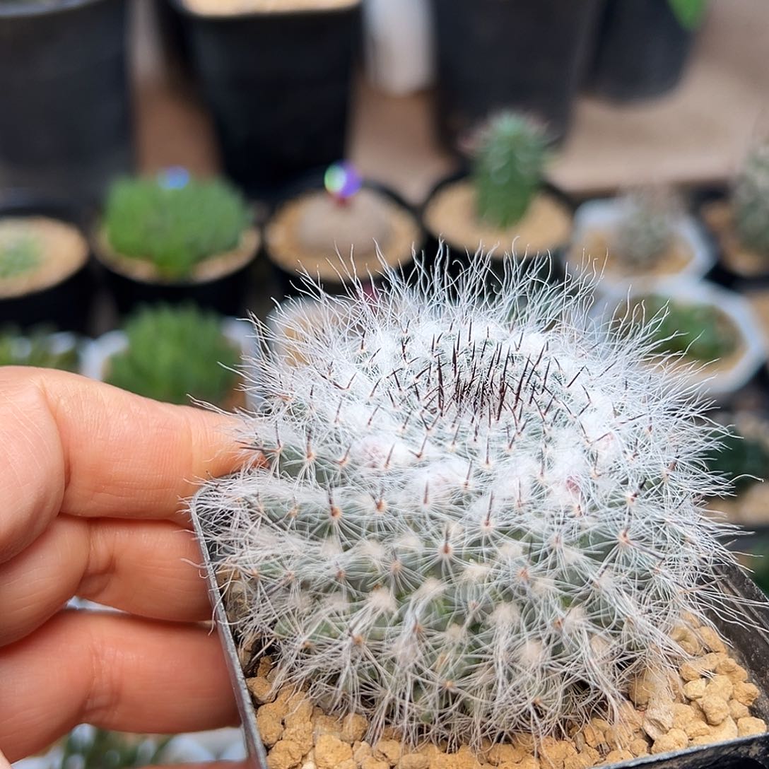 恋山彦×穴原玉翁      