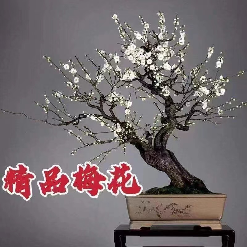 梅花盆栽老桩原生红梅腊梅绿梅白梅朱砂梅盆景花卉带盆耐寒植物