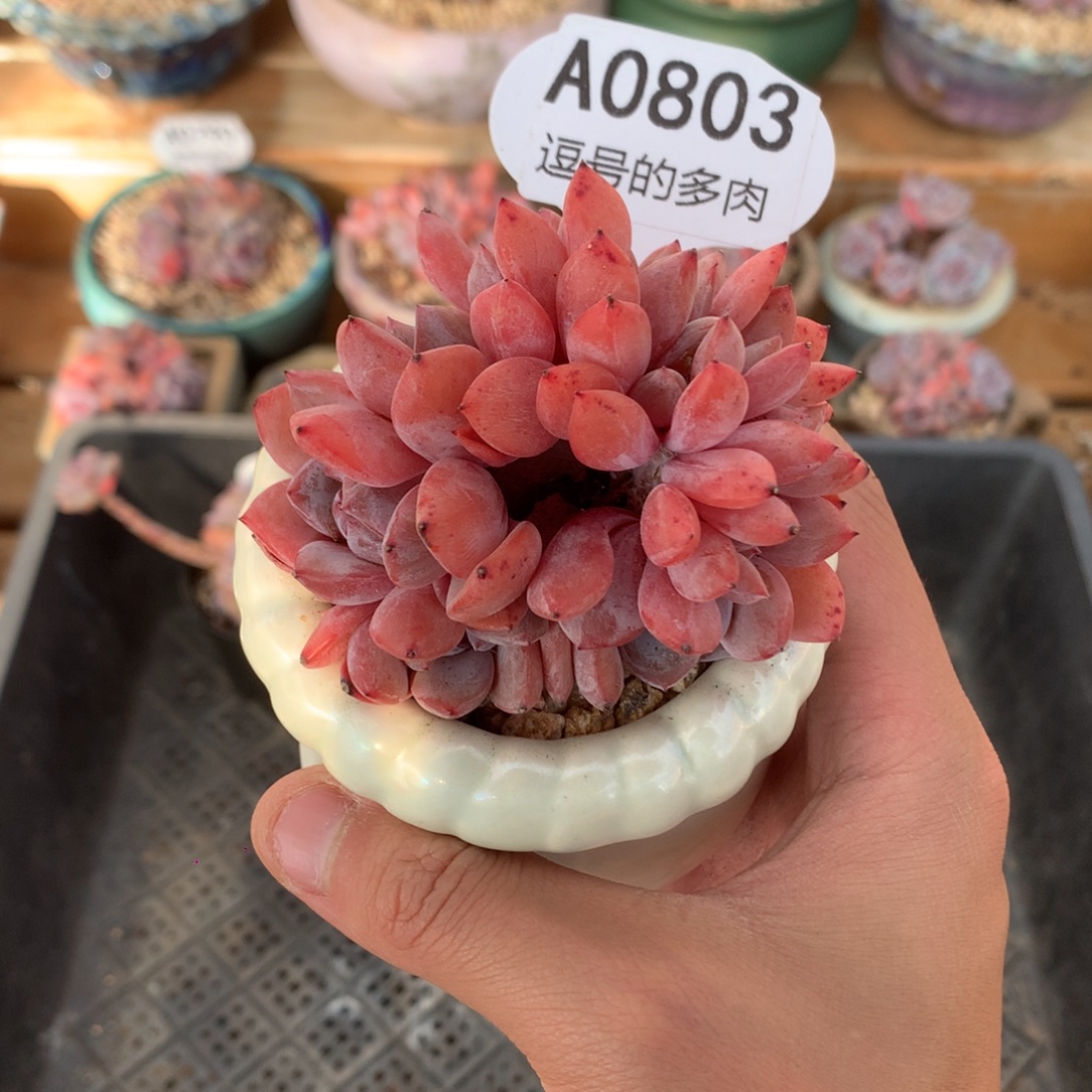 A0803 石榴籽缀 实生 8cm