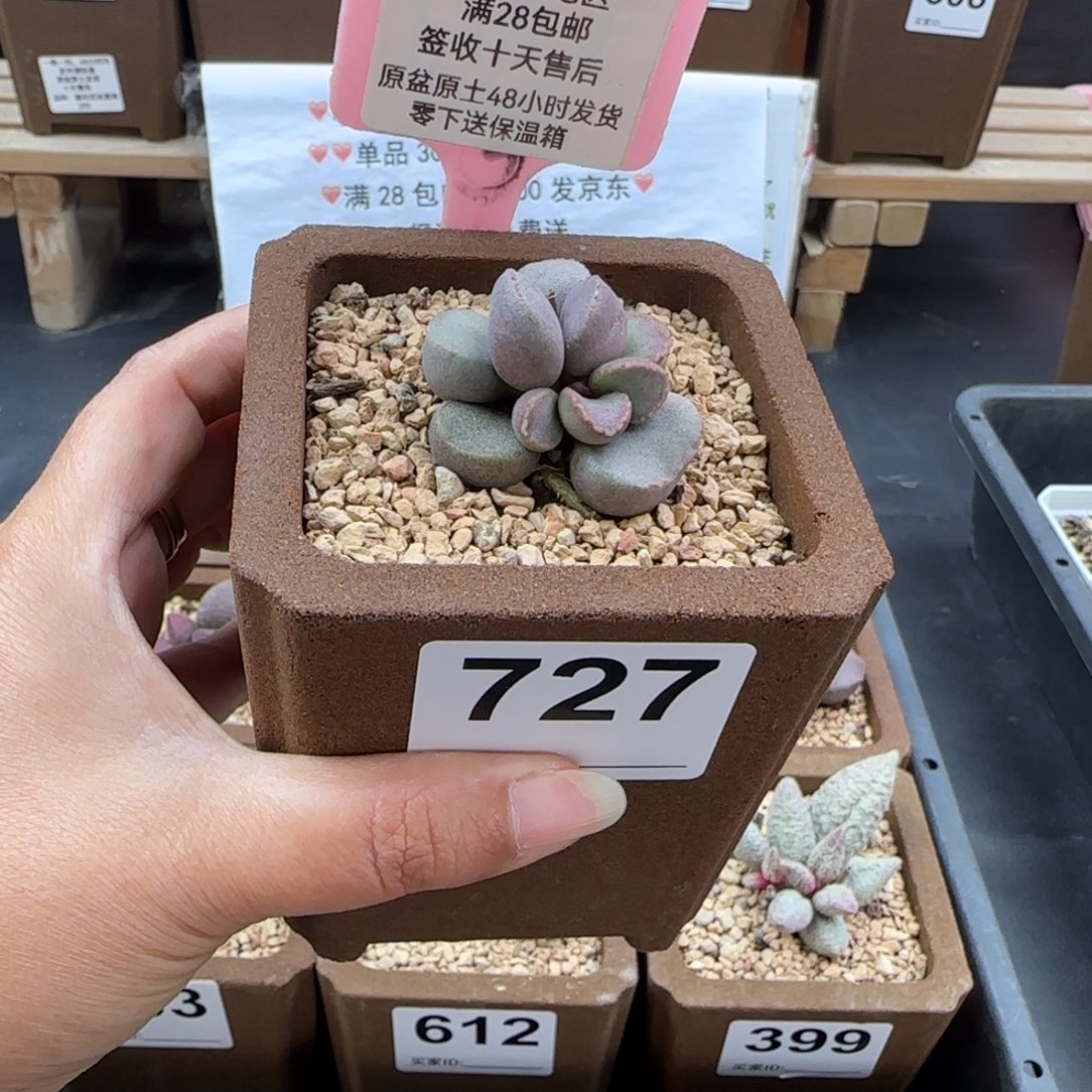 香***香727实生多肉的植物