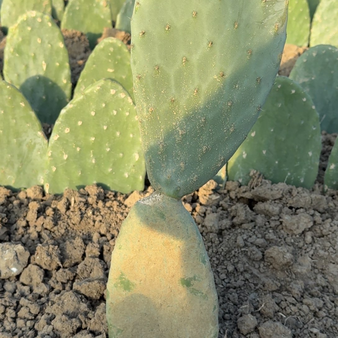 完全开放云钻单双层带根整棵