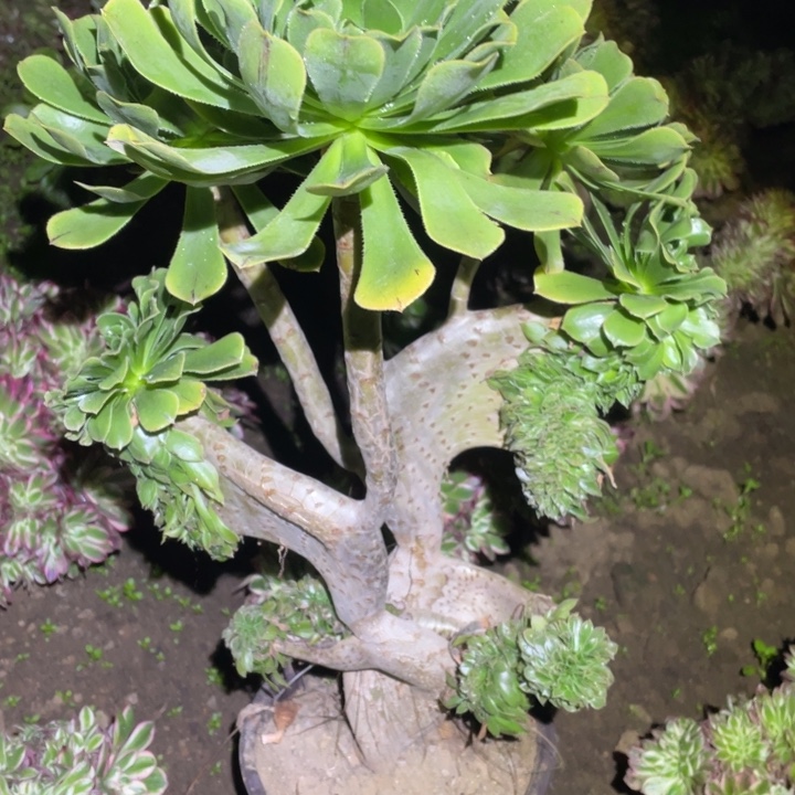 731号原始绿缀43厘米高