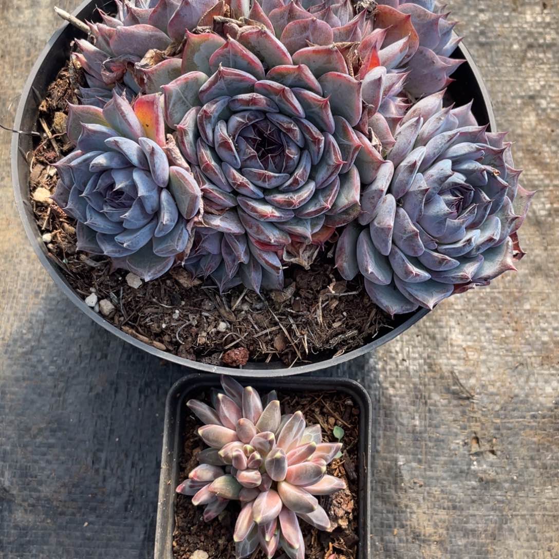 蓝色妖姬 一物一拍