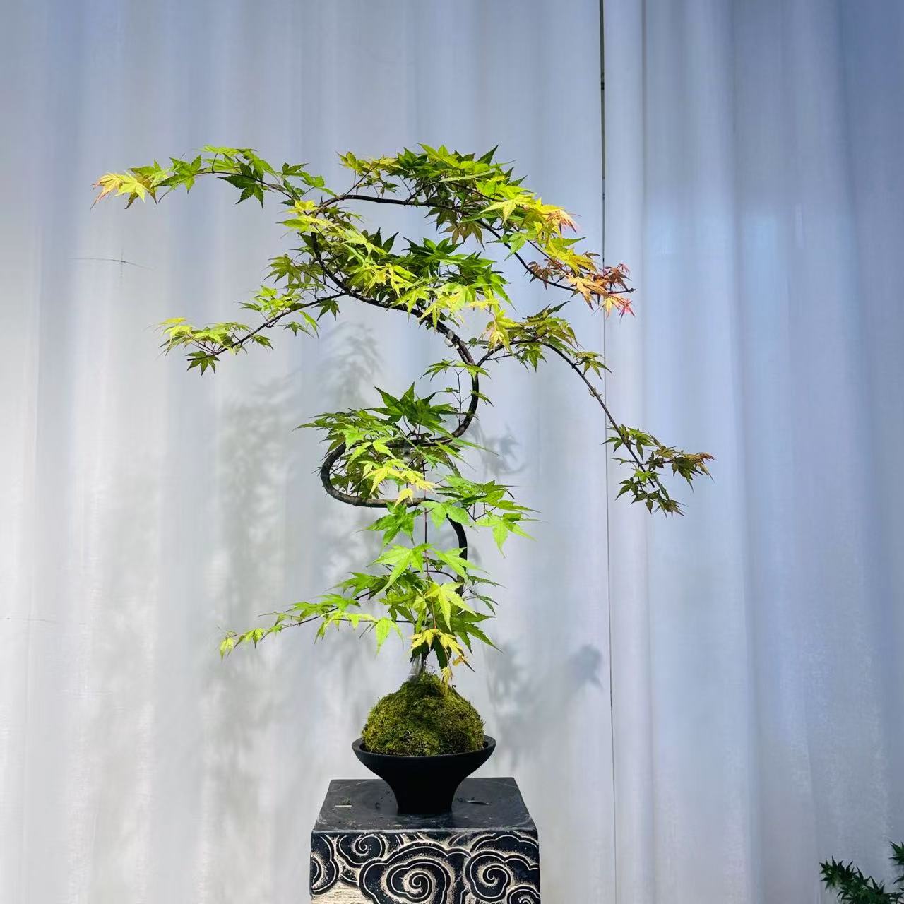 精品老桩红宝石流泉枫水培盆景桌面装饰茶室玄关禅意植物（不带盆）