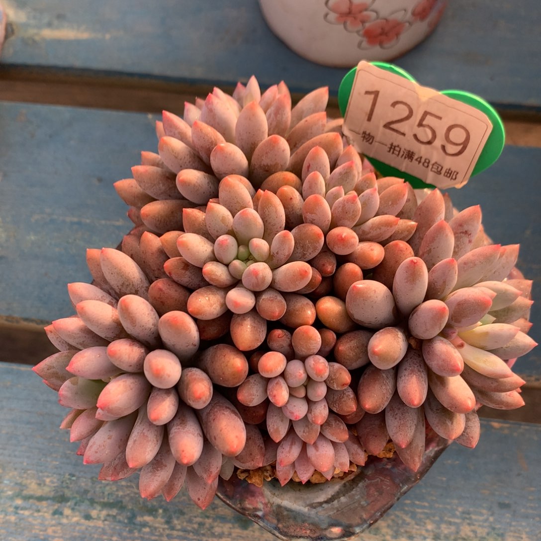 蓝精灵无砍平头1259