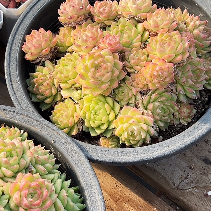 大盆       红女王