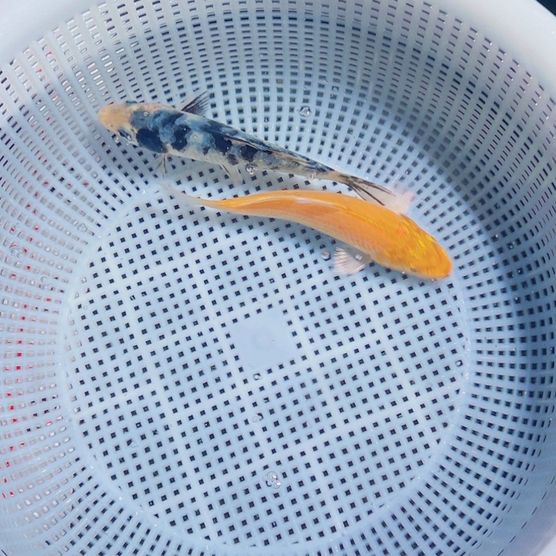 锦鲤锦鲤观赏鱼8888