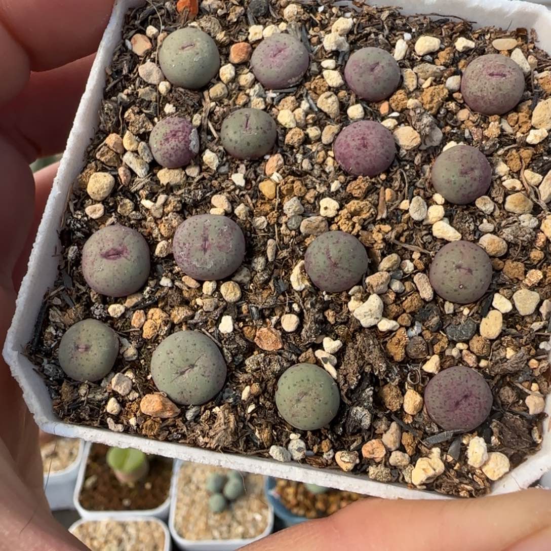 1.28多肉新年大福12号