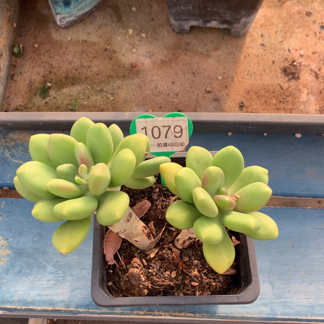 芒果奶老桩开播福利1079