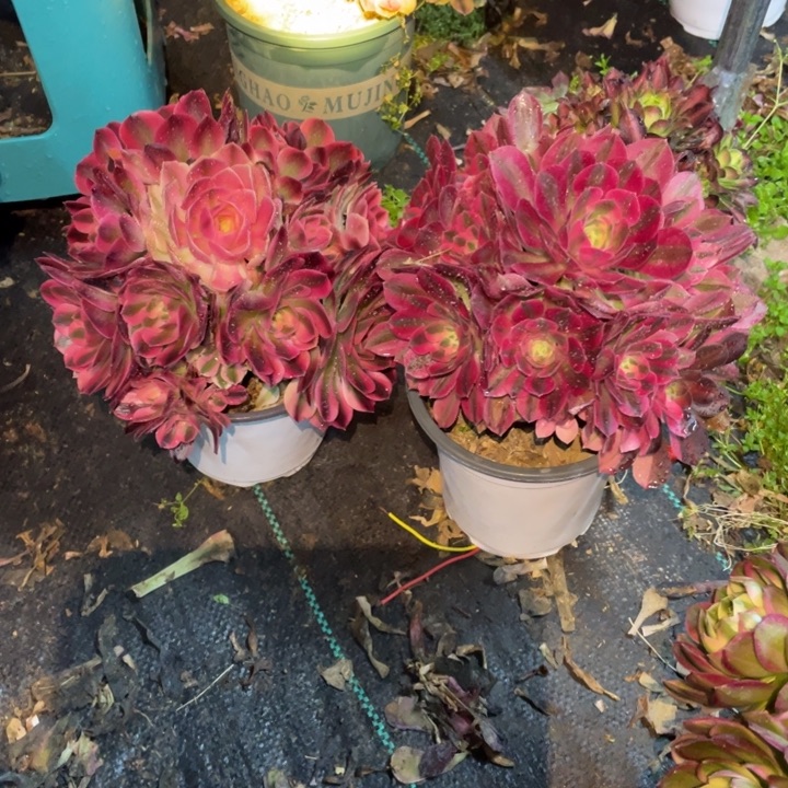 4号两颗老桩组合