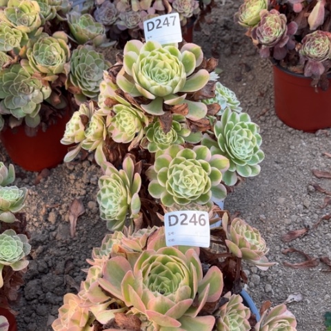 多肉植物倾城火龙果