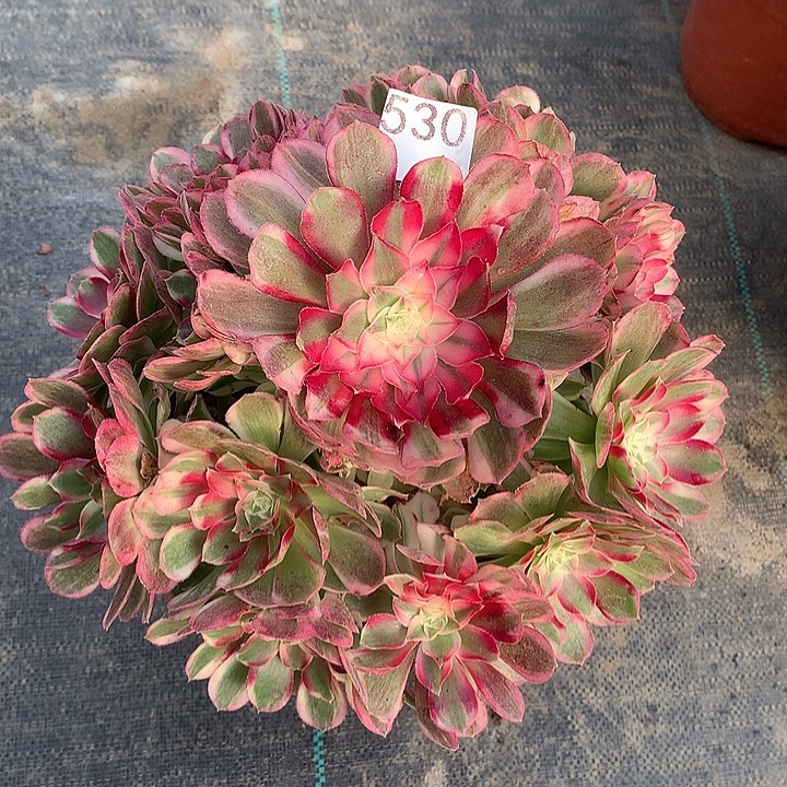 530.孔雀翎多肉植物