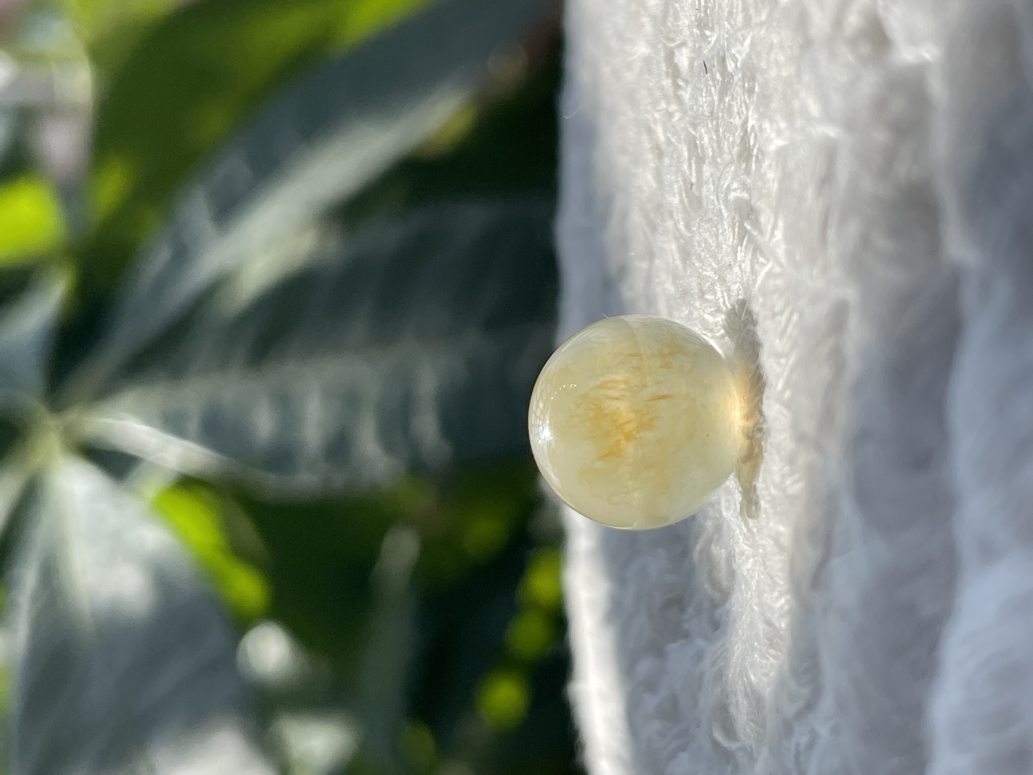 日落金山素材 底子细腻卡11冰糖雪梨手工