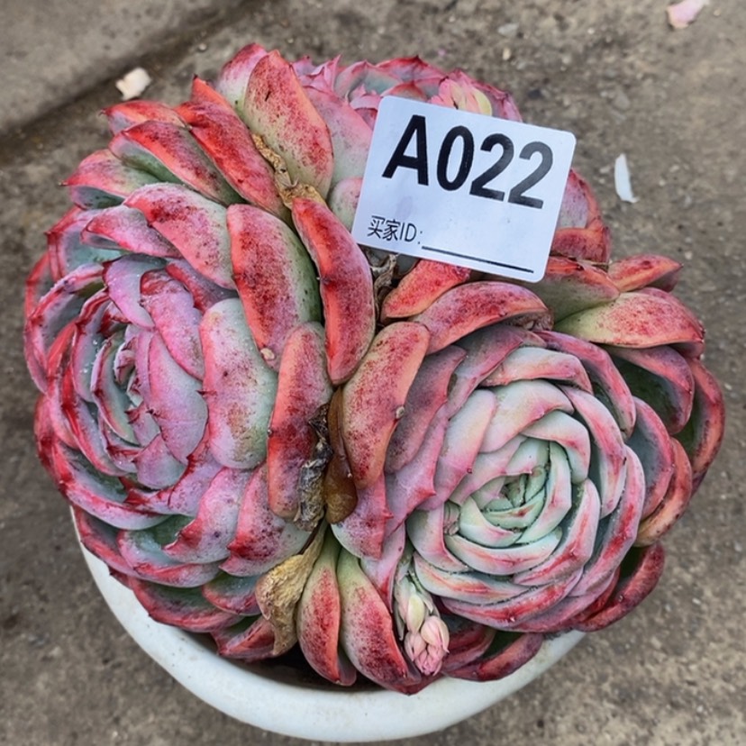 【闪购商品】E*a多肉植物