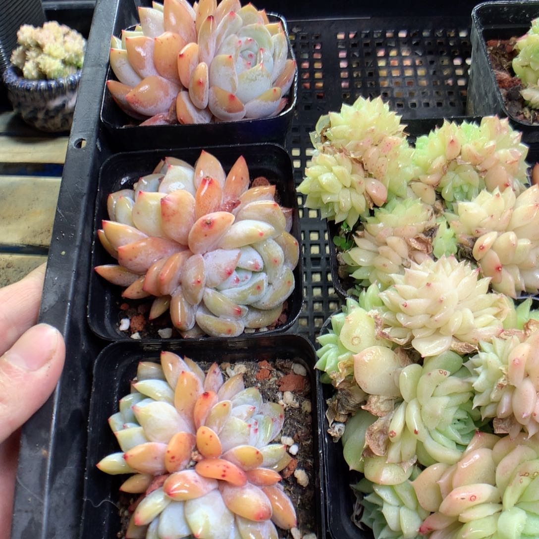 C11y t y y y y y y y