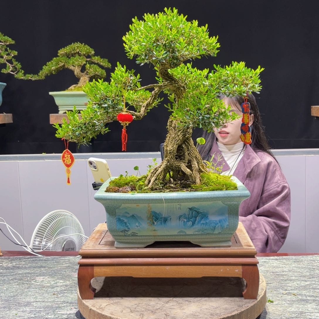 四季常青老桩黄杨盆景