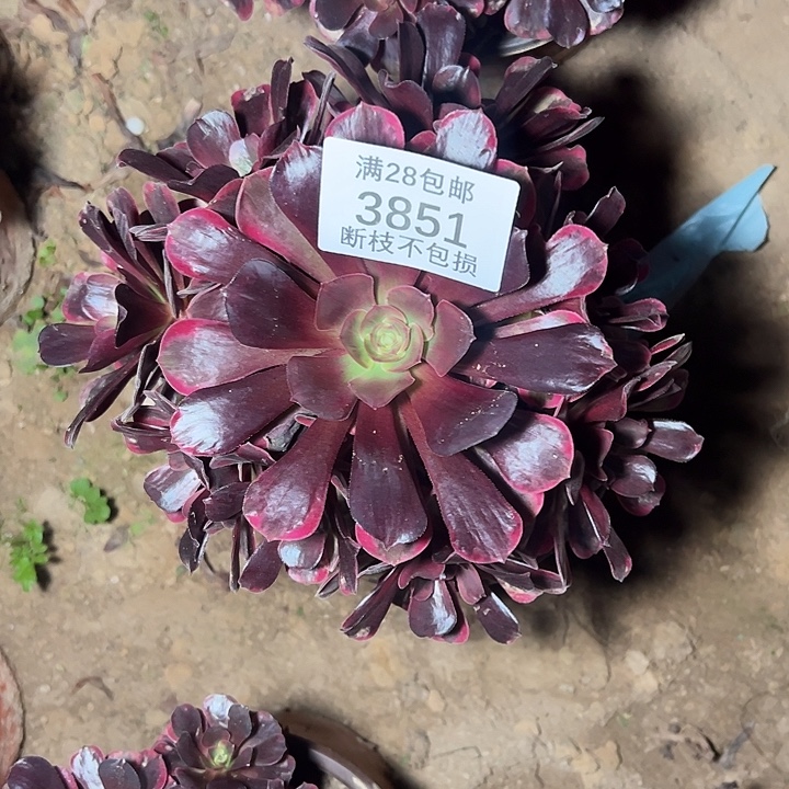 3851爱神多肉植物