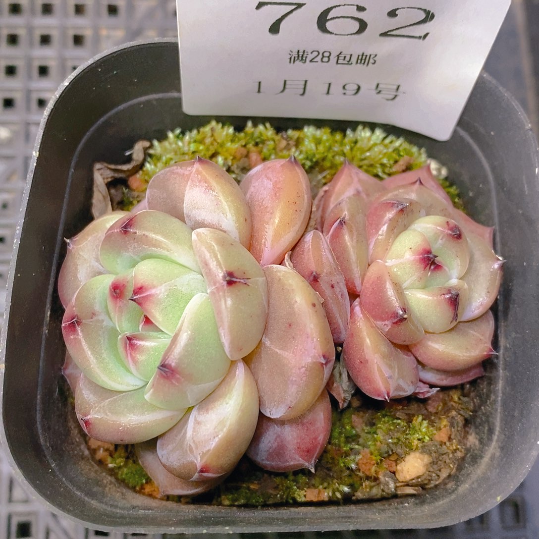 【闪购商品】云762