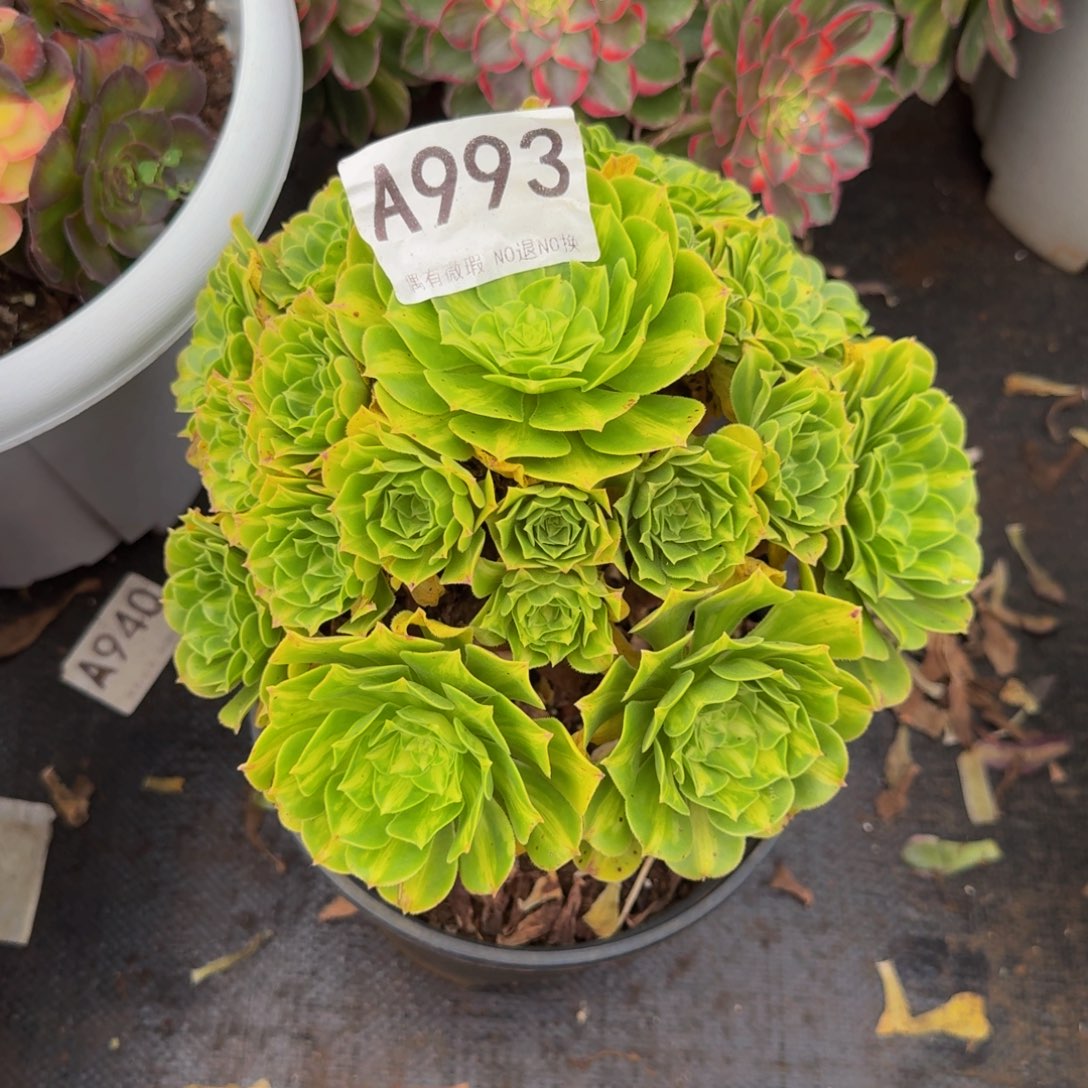 993多肉植物法师号