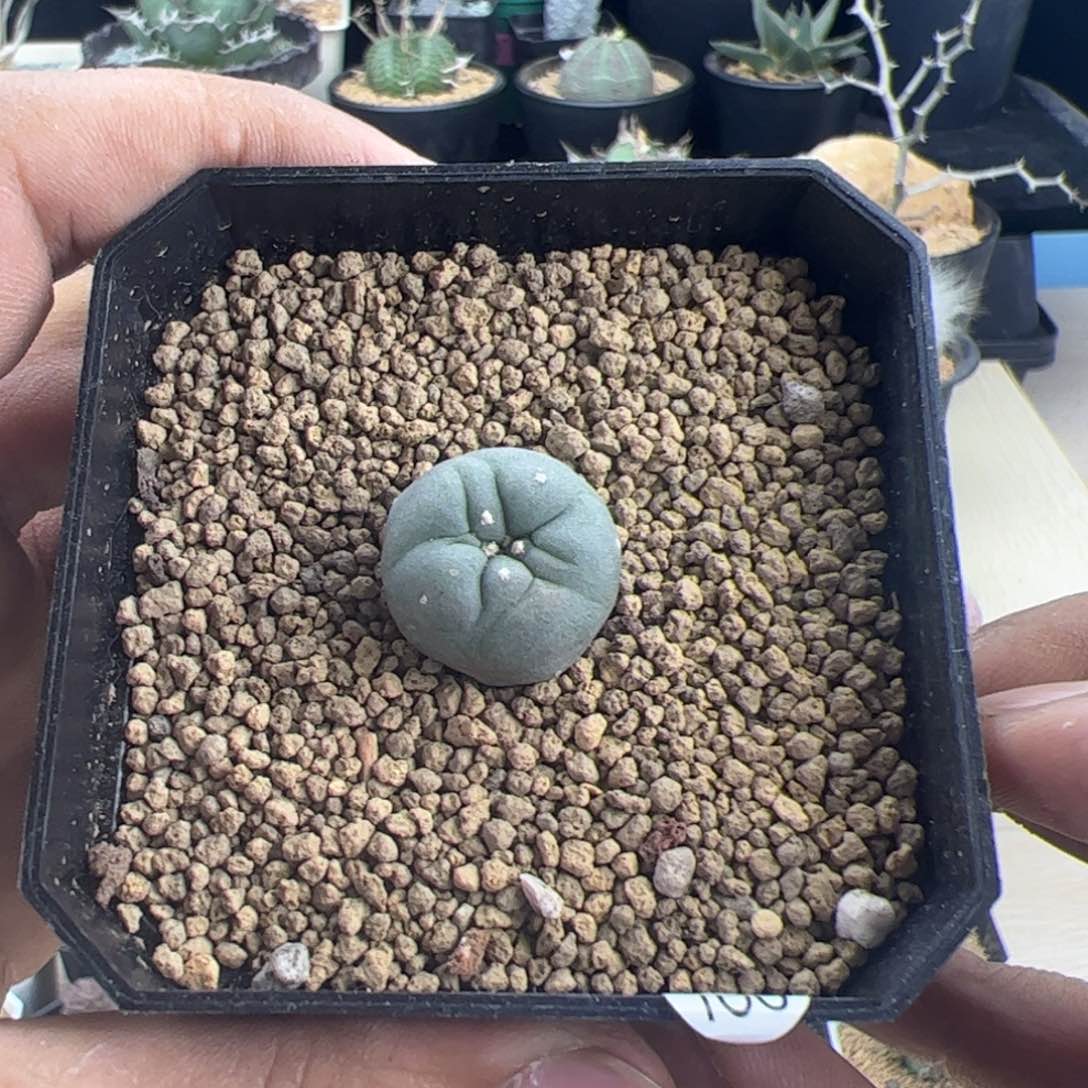 草球1.9一物一拍默认脱土发