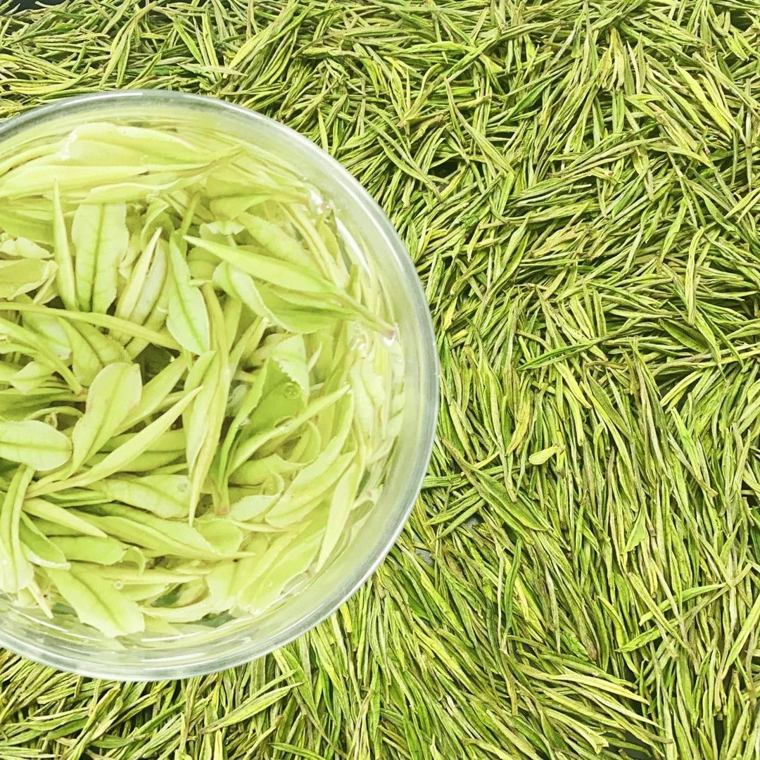 2025新茶头采白茶新茶