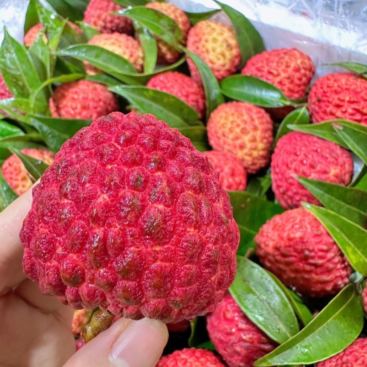 【顺丰/京东空运】次日达福建荔枝王蜜丁香整箱5斤净重4斤核小肉厚