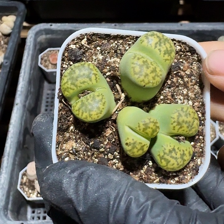 生石花等多种111。    162