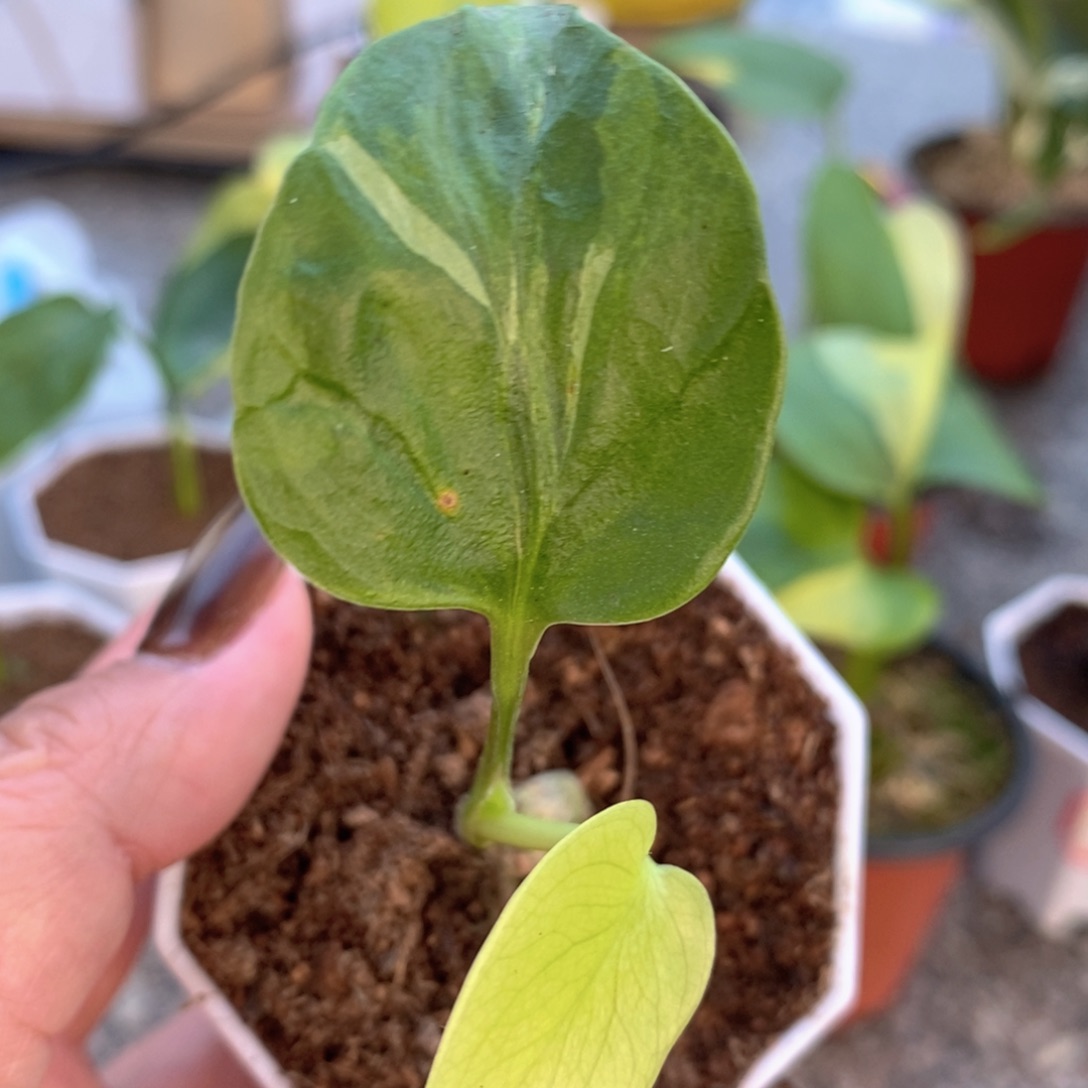无花朵种子苗龟背竹