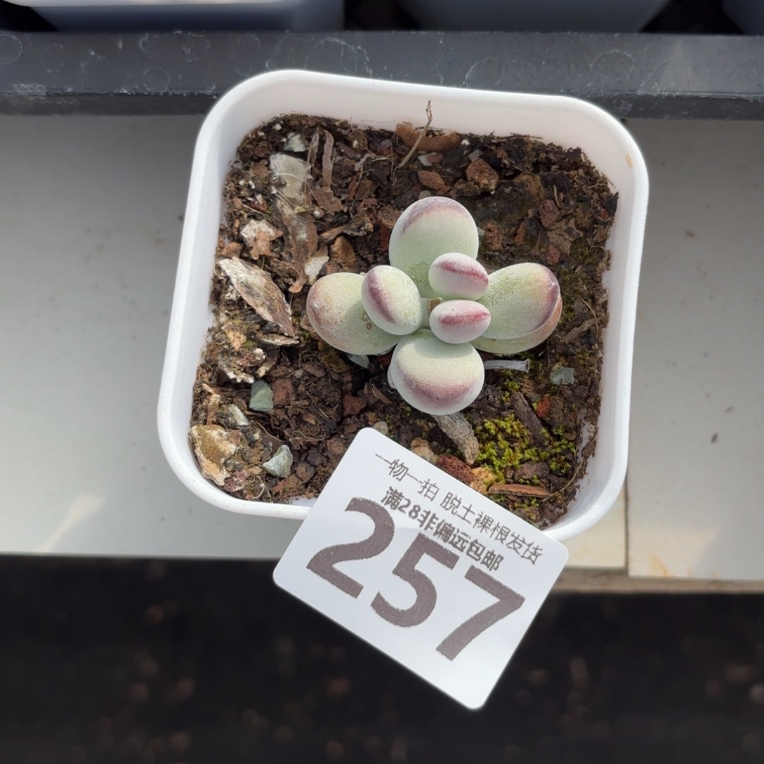 南***国乒乓福娘无盆土发货