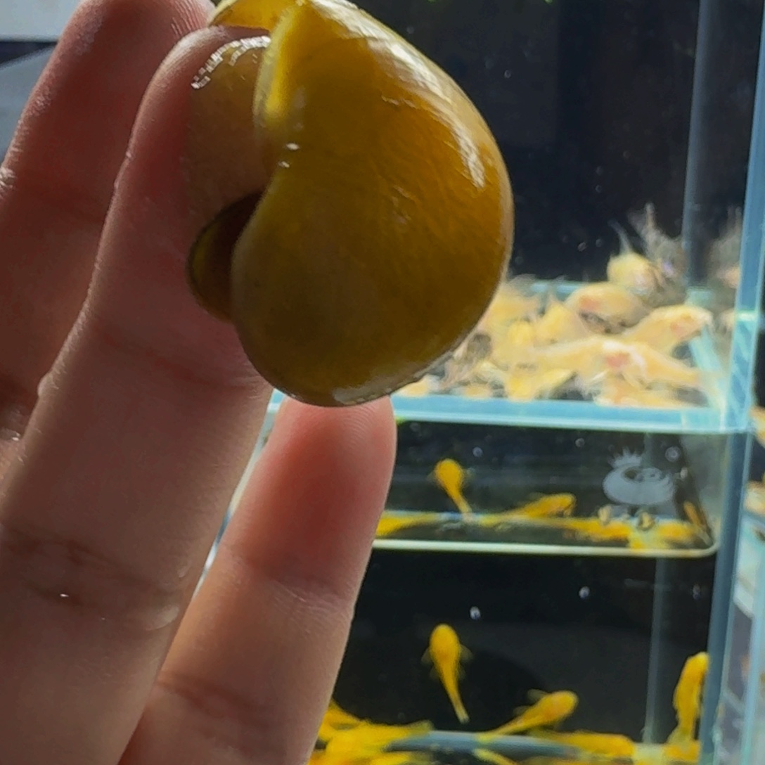 孔雀鱼黄金螺4颗装