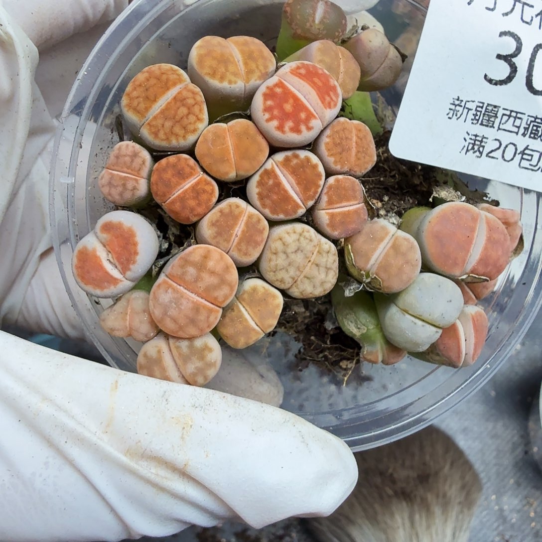 这个点睡起来都会梦303好