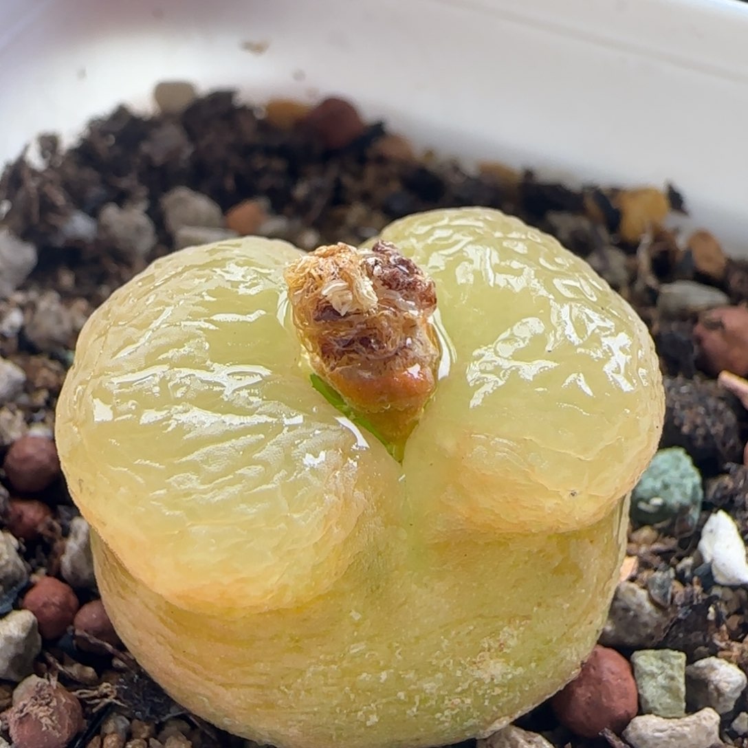 2.9.23/尺寸2.0 o泡