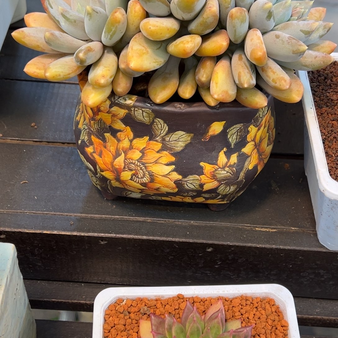 盛****黄胖体哥特一颗肉肉看看