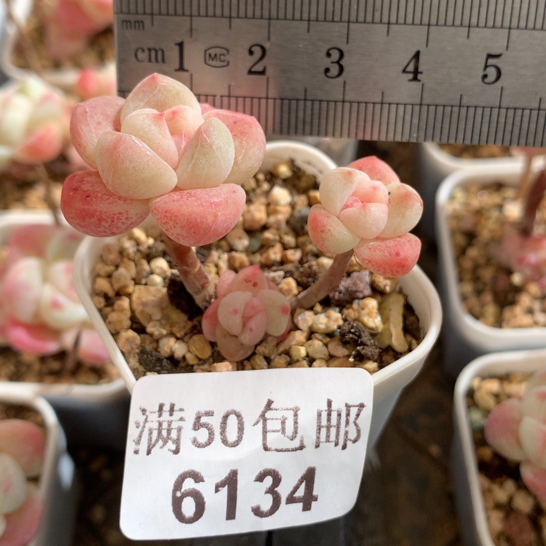 6134。飘枝小腿樱花冰玉三头。