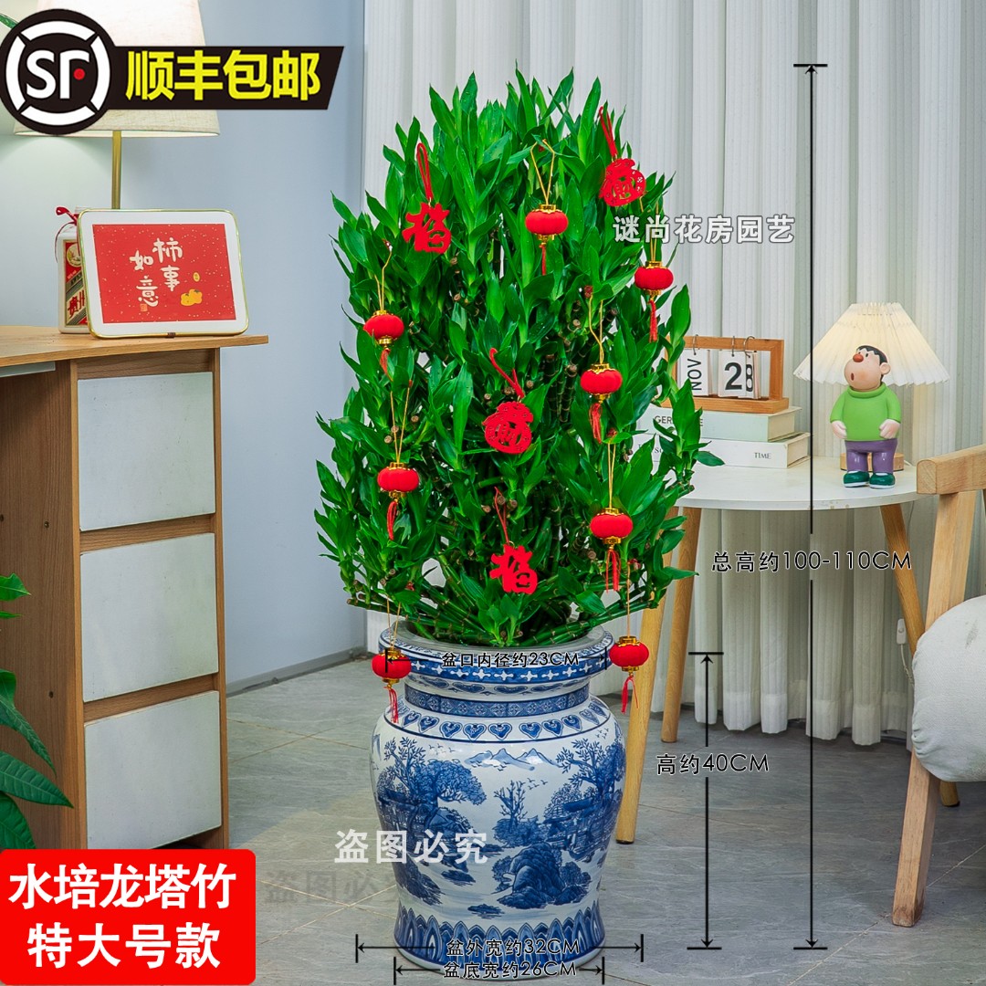 顺丰快递鲜活植物发货水培龙塔竹好养搬新家开业富贵竹客厅办公室