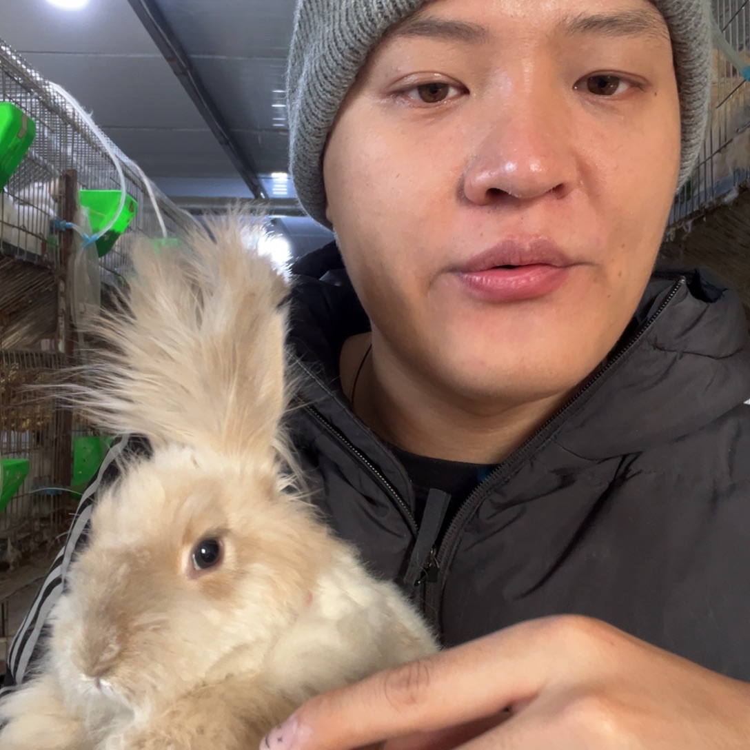 双血统英系安哥拉兔