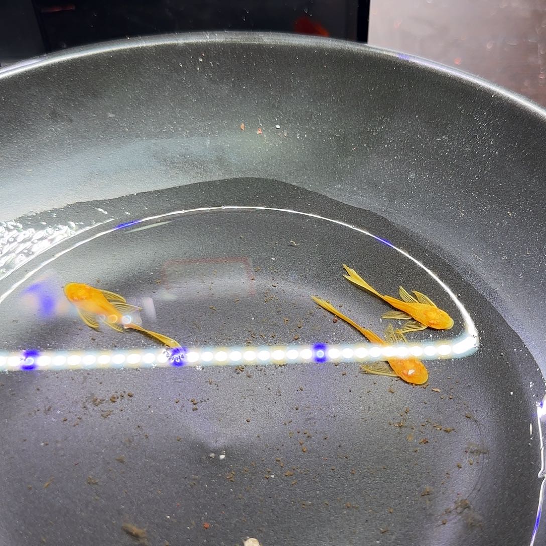 孔雀鱼黄金大帆三条