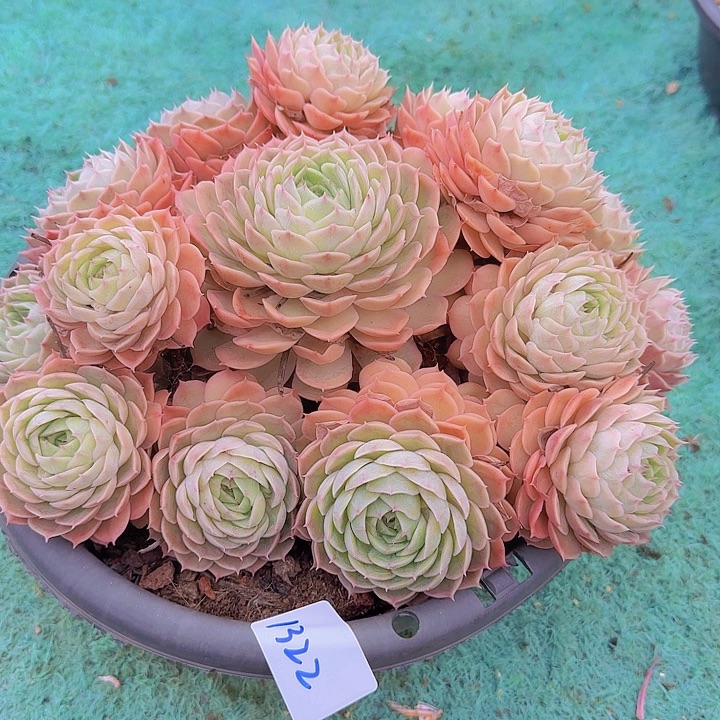 1322昂斯诺多肉植物
