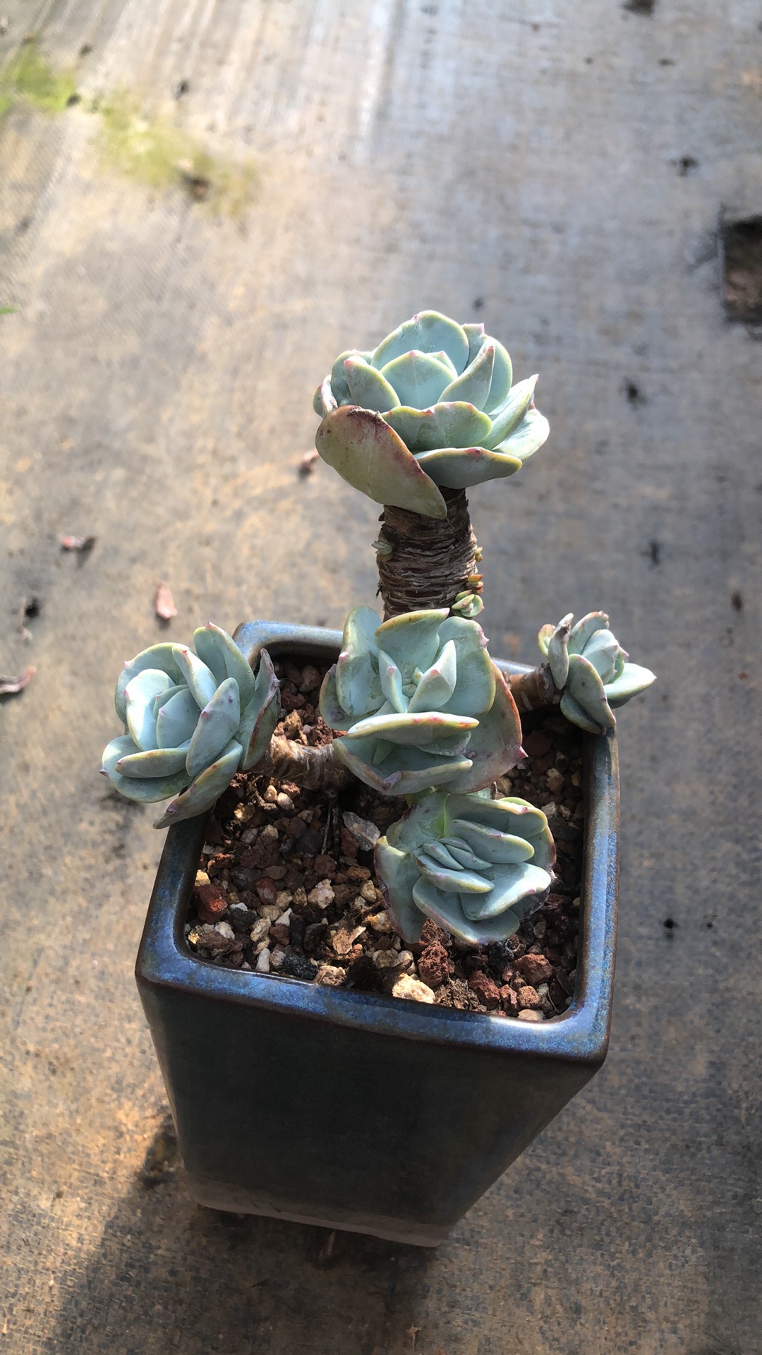 白凤老桩精控 多肉