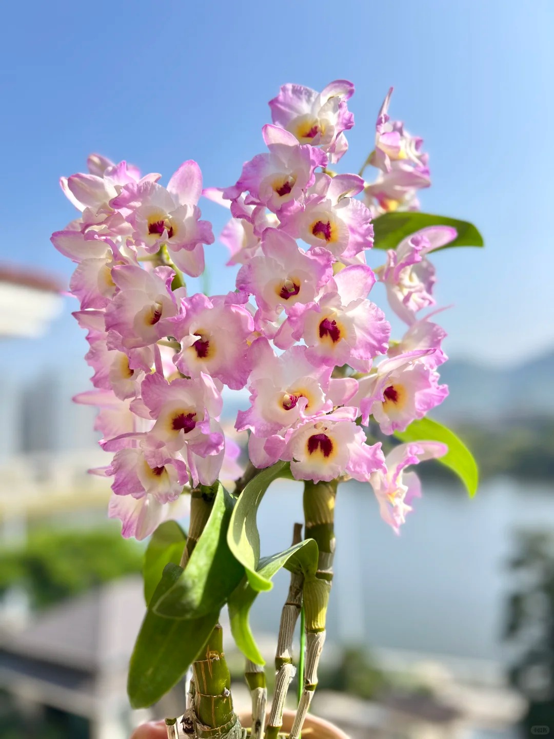陈植  春石斛 花苗绿植盆栽花卉植物室内花