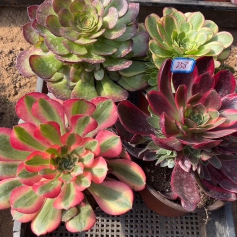 258多肉植物组合
