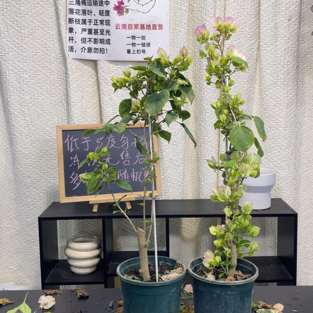 全部花朵绿樱一盆