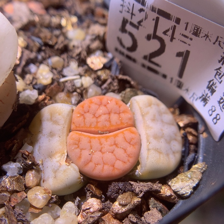 精品生石花214.521拿铁