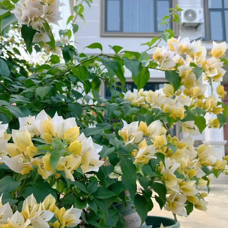 【苏瓦娜】带陶瓷盆栽好 一物一拍三角梅花卉绿植盆栽渐变黄色系