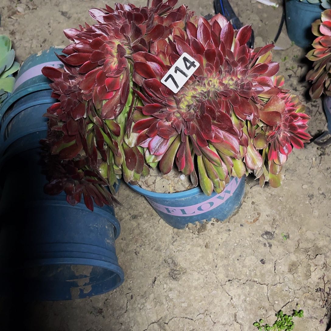 法师法师15-10包邮法师