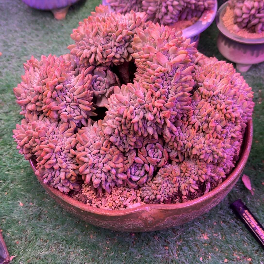 星影缀化无砍多肉32厘米